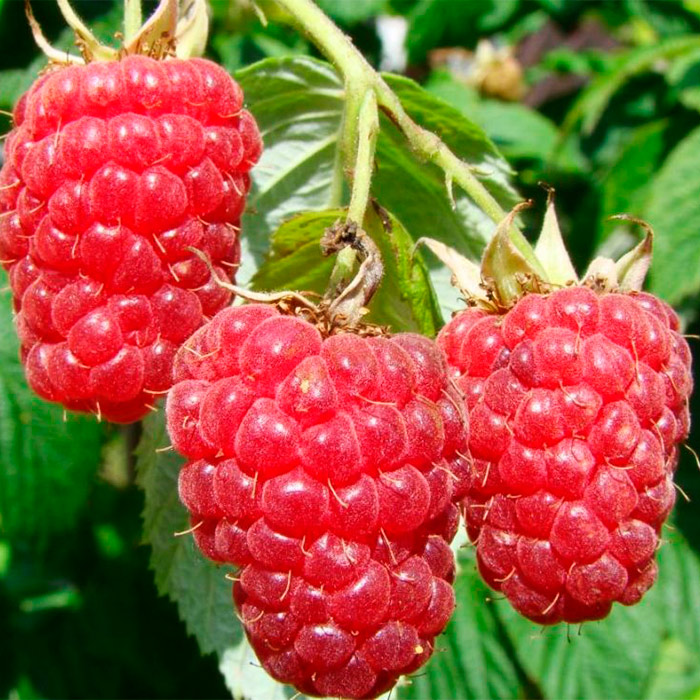 Я_Малина Гусар красная Р9 Tim 