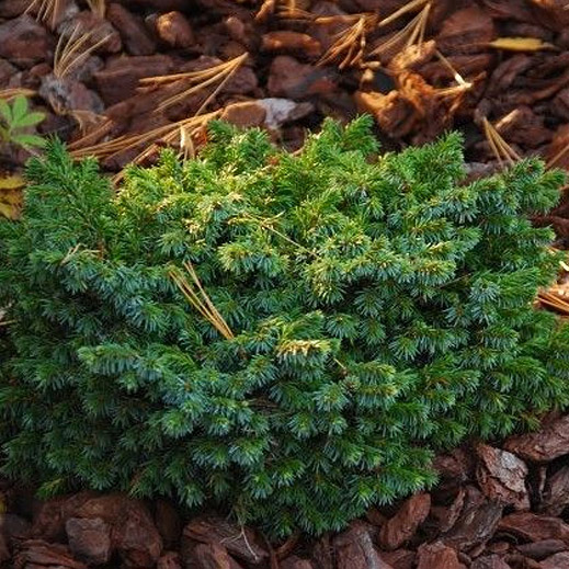 Растение ель сербская Пимоко 15-20 KG 