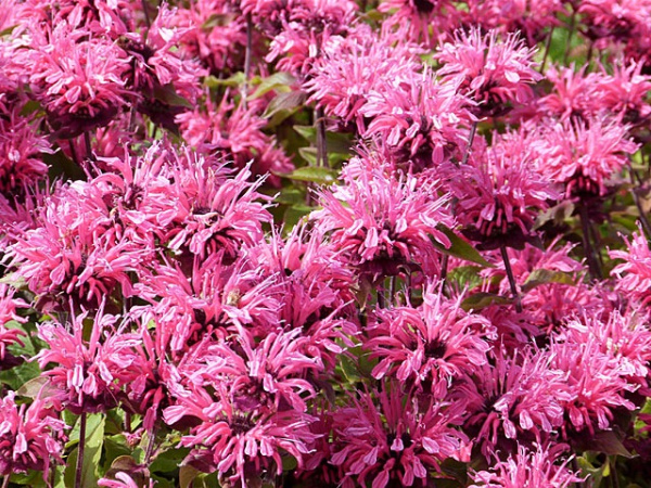 Монарда гибридная микс с2 