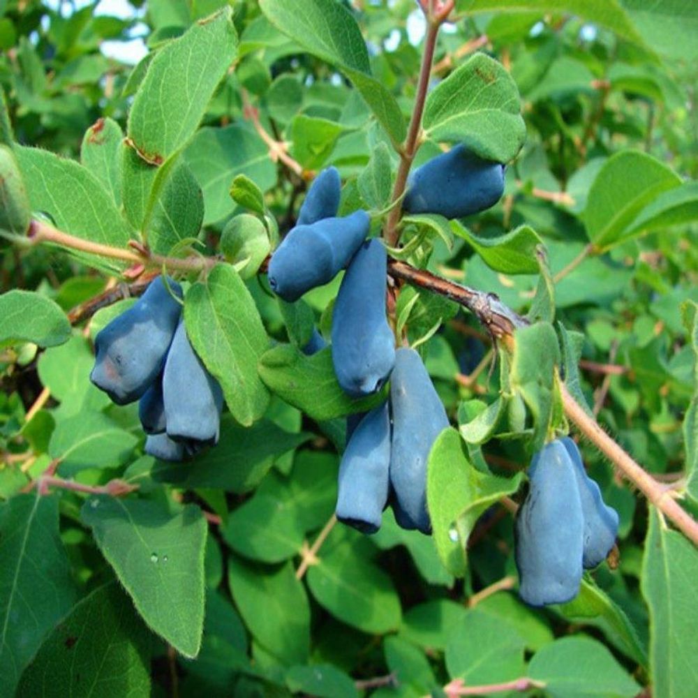 Жимолость съедобная Пушкинская v2 Tim 