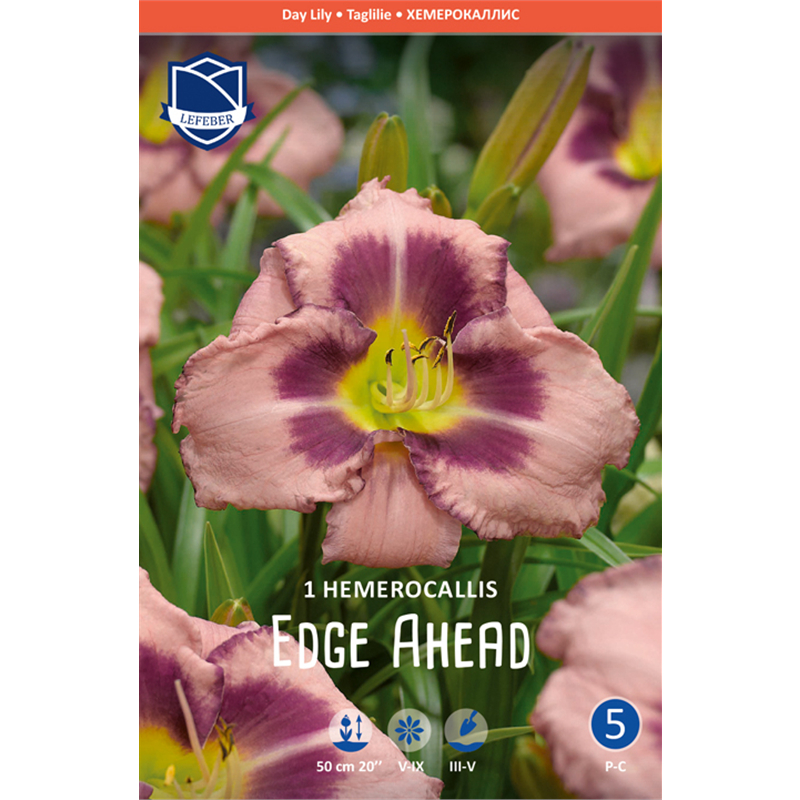 Корневище Лилейник Эдж Эхед I 1шт 