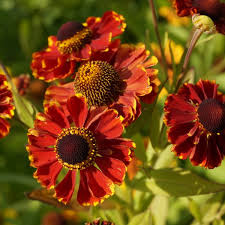 Гелениум осенний Ротголд (С2) ЦО 