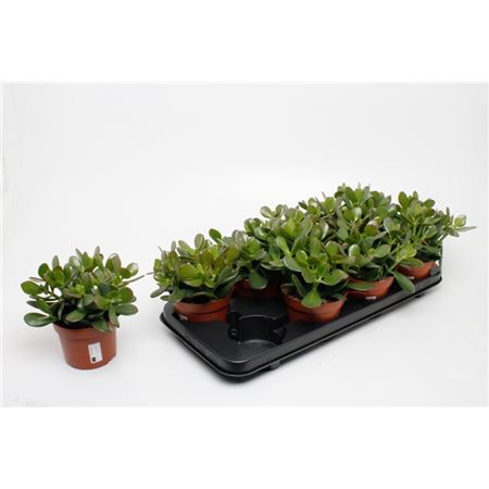 Крассула Аргентея d12 h18 