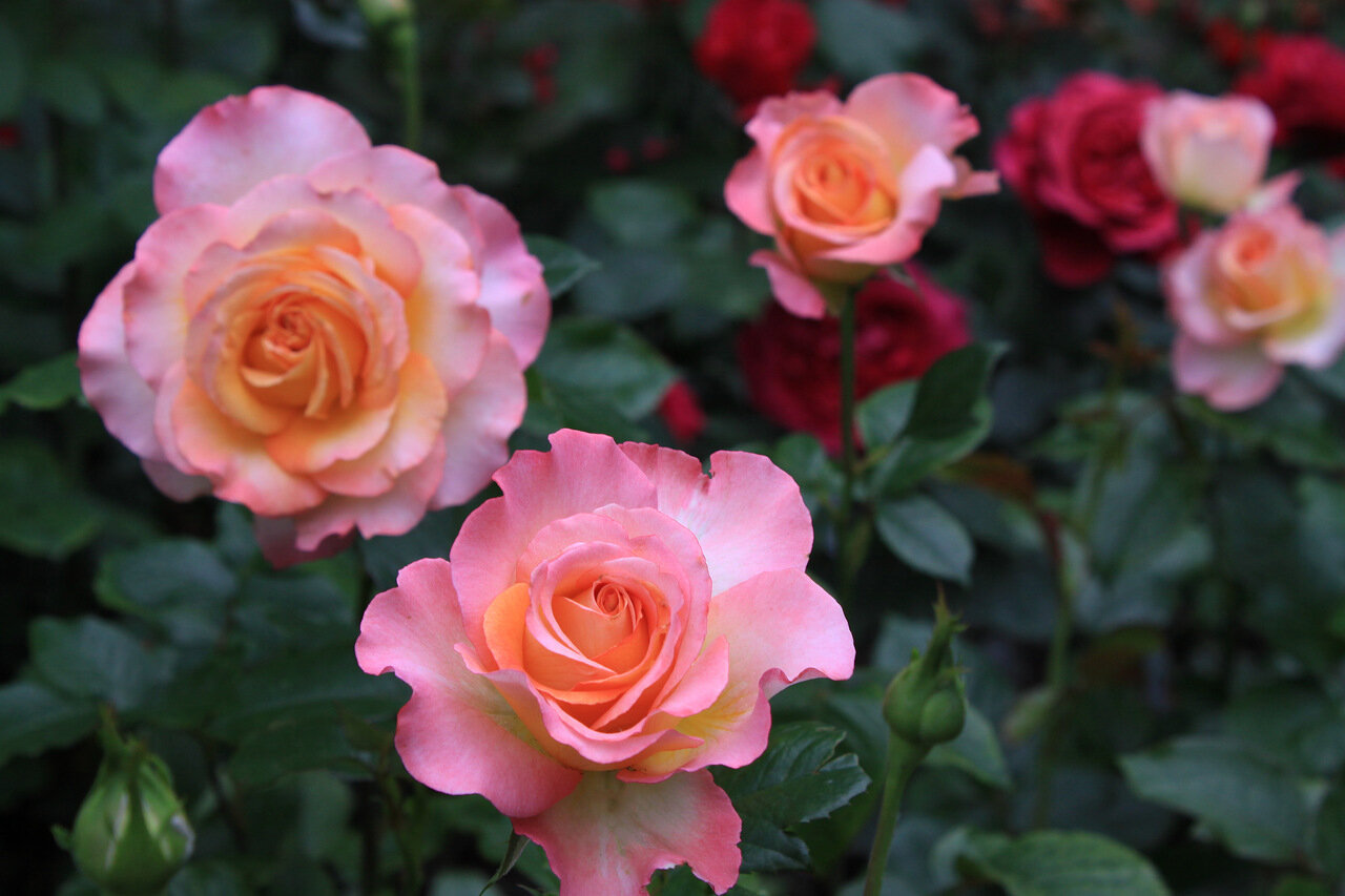 Роза чайно-гибридная Мама мия v5 Tim 