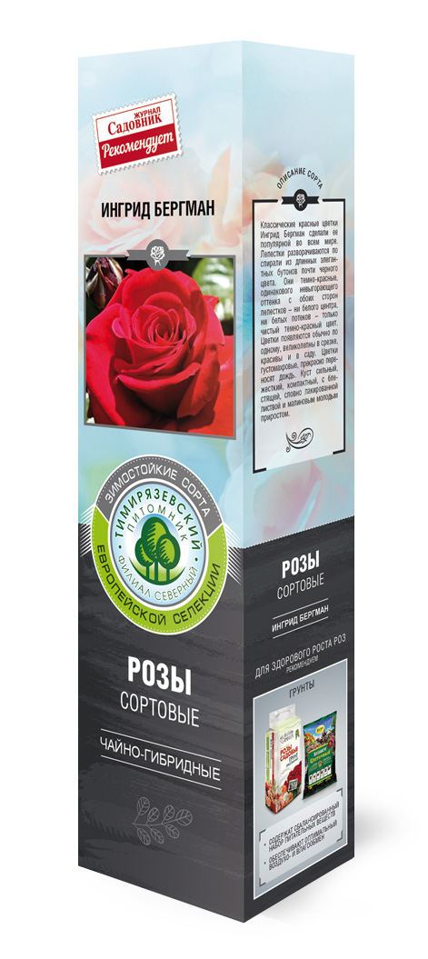 Роза чайно-гибридная Ингрид Бергман в коробке ZP 