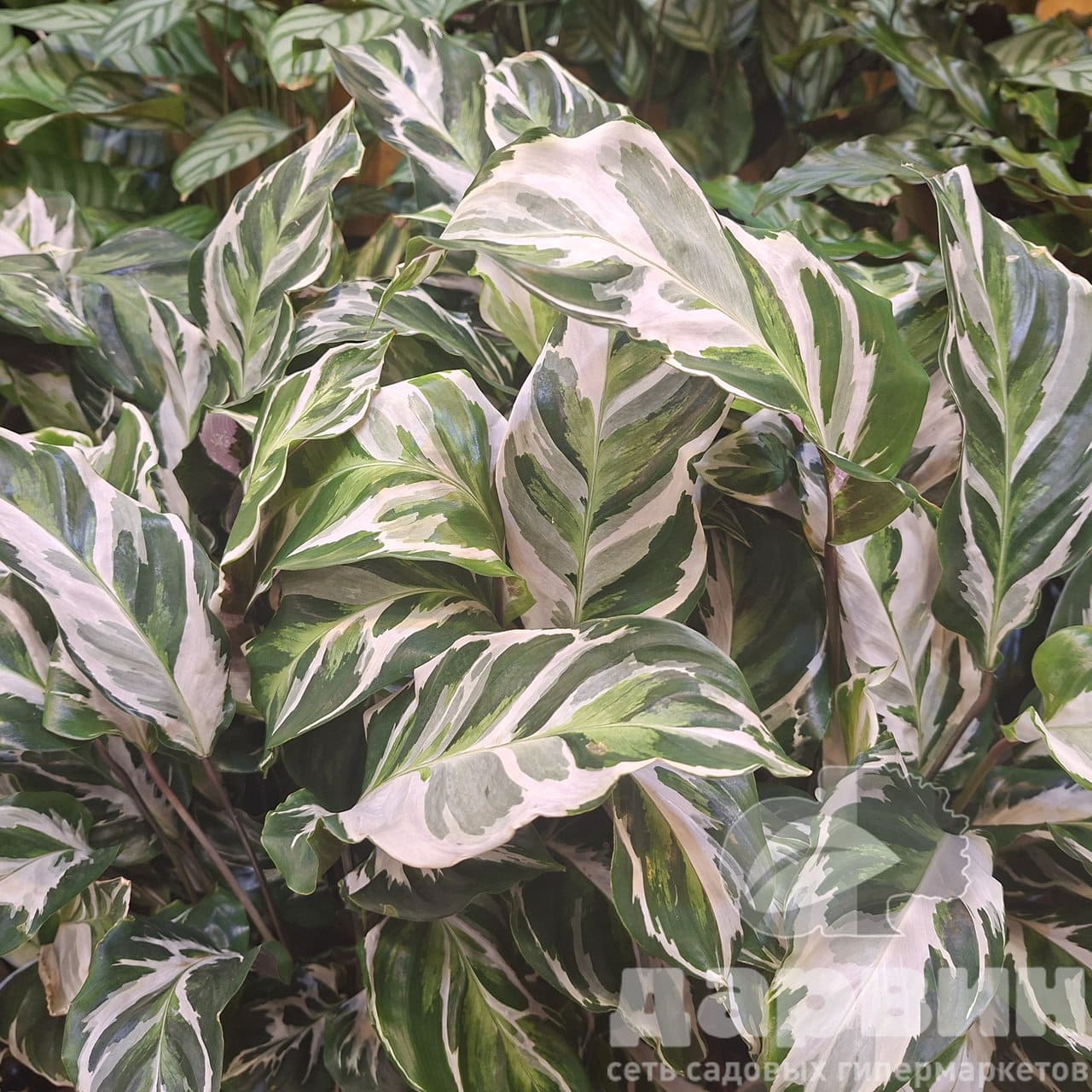 Калатея Фьюжн Вайт d14 h40 