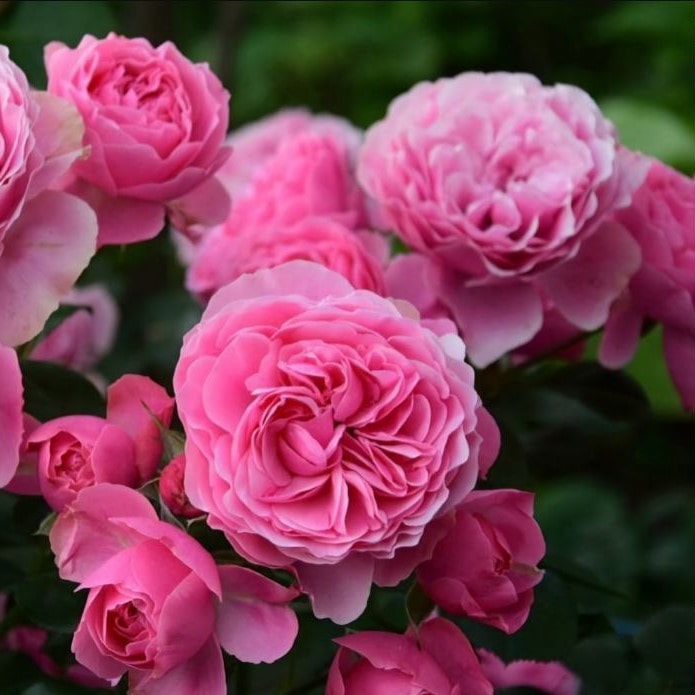 Роза на штамбе Леонардо да Винчи C10, St 90 YP 