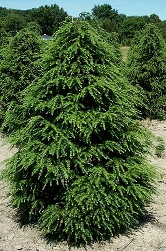 Тсуга канадская 60-80 ПВ 