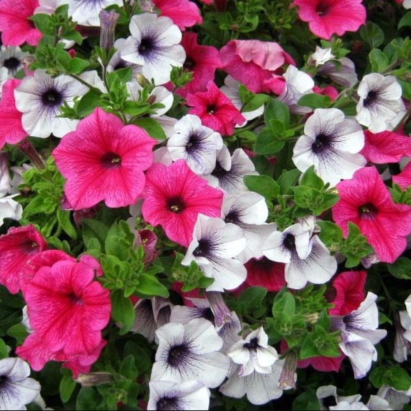 Петуния кашпо d30 bix 