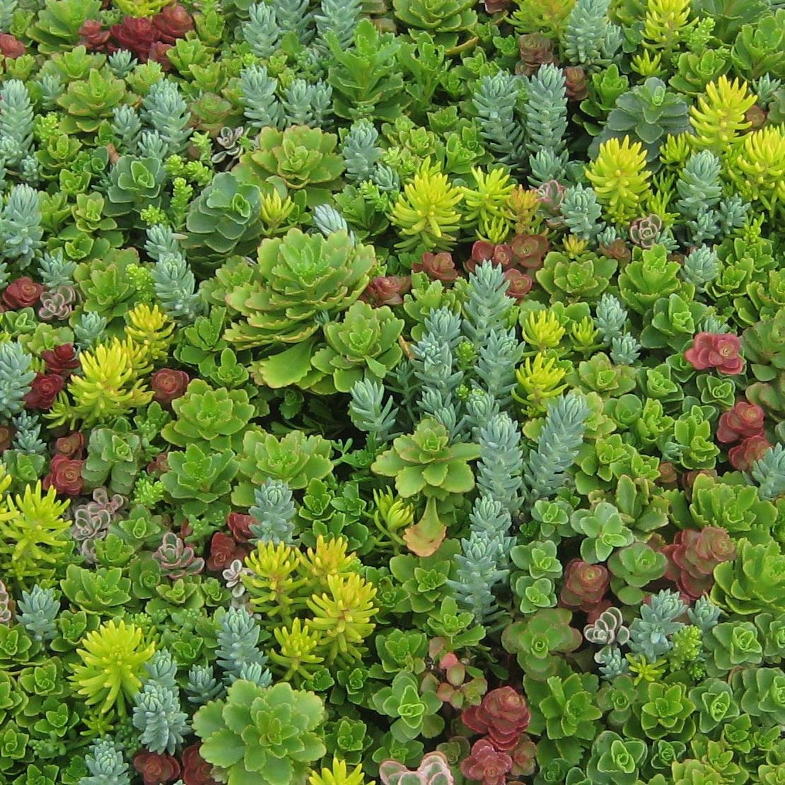 Почвопокровные растения в ассортименте р9 