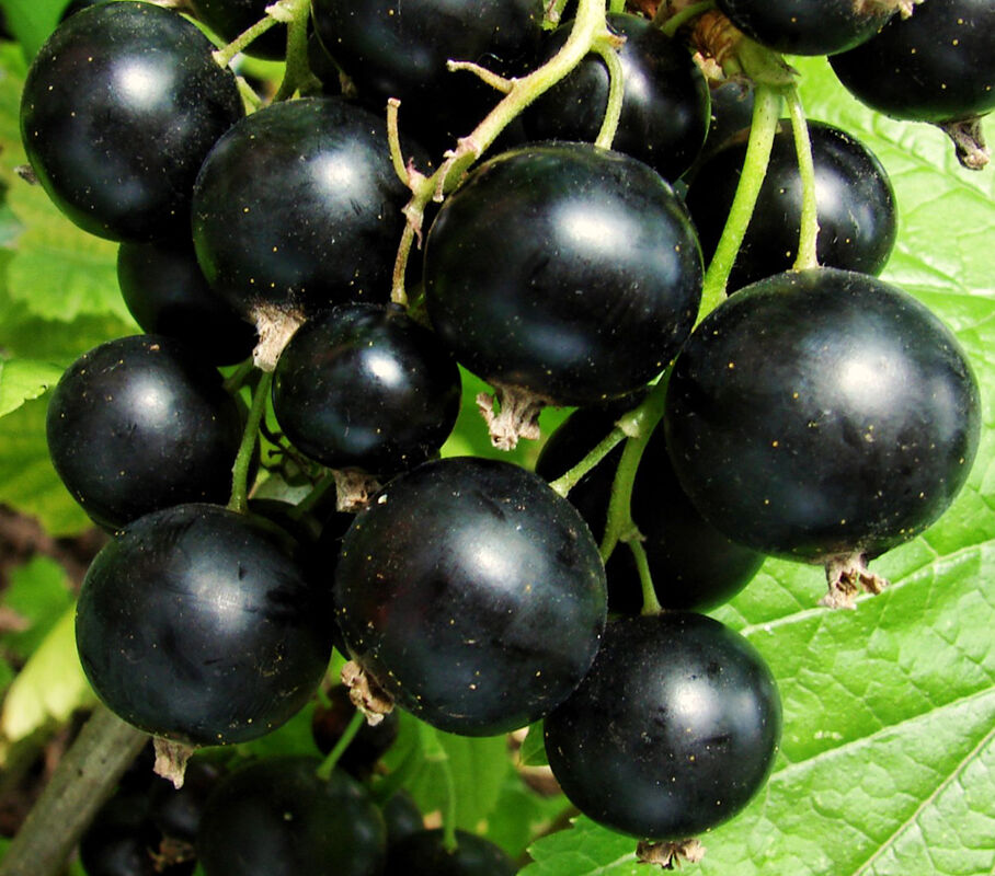 Я_Смородина черная Венера v2 Tim по цене  Я_Смородина черная Венера v2 Tim