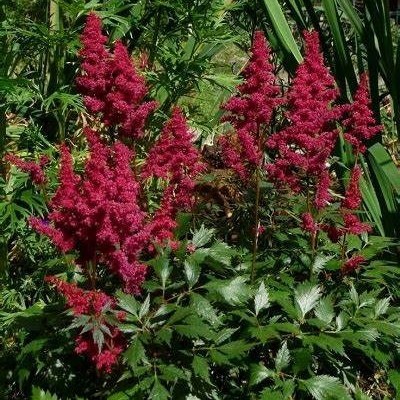 Астильба Поль Гардер v2 Tim 