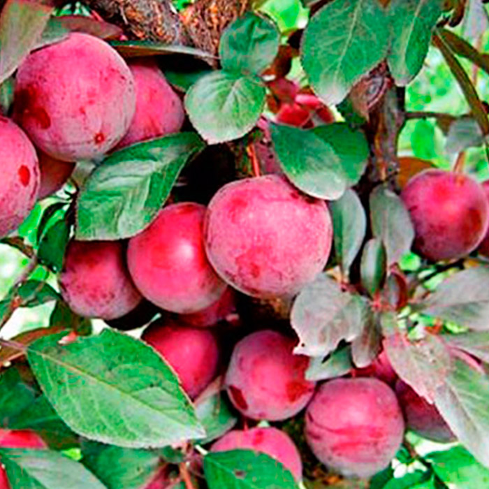 Слива Орловский сувенир 80-100 Tim 