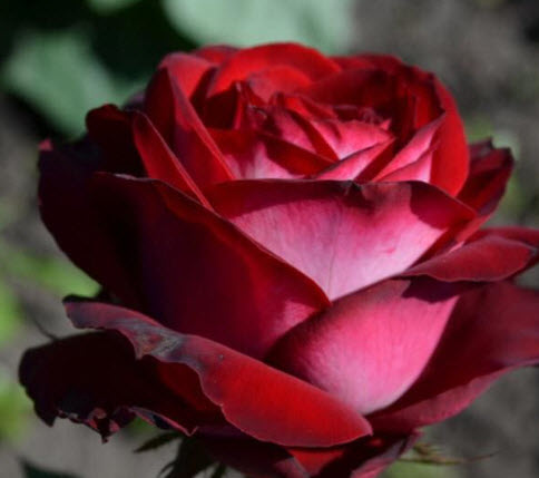 Роза Госпел в коробке АФ 