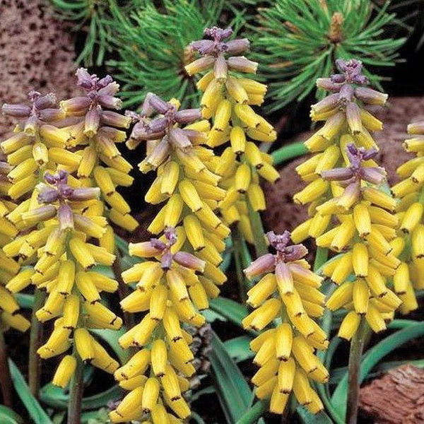 Луковица мускари Голден фрагранс 8/9, 5 шт/уп 