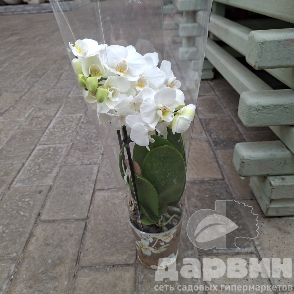 Фаленопсис 3 ст микс d9 h40 ватермарка