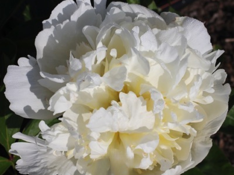 Пион Уайт Мастерпис v5 Tim 