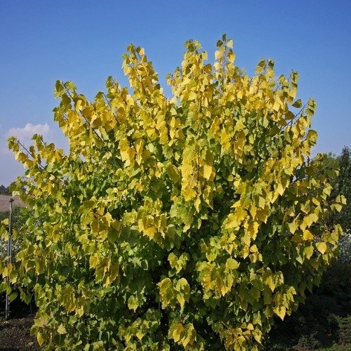 Тополь канадский Серотина Аурея 100-125 Sav 