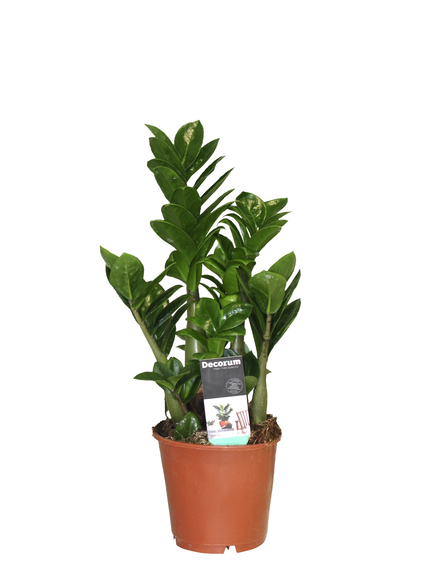 Замиокулькас Зензи d12 