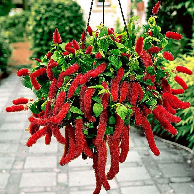 Акалифа ампельная ползучая Кетс Таилс красная D23 ПВ 