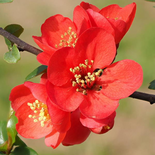 Айва японская Сарженти v2 Lav 