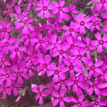 Флокс шиловидный Самсон р11 Sw 