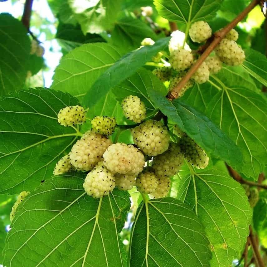 Шелковица белая с3 ЦО по цене  Шелковица белая с3 ЦО