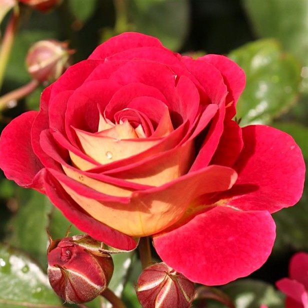 Роза флорибунда Ди Зехенцверт 5л Dem 