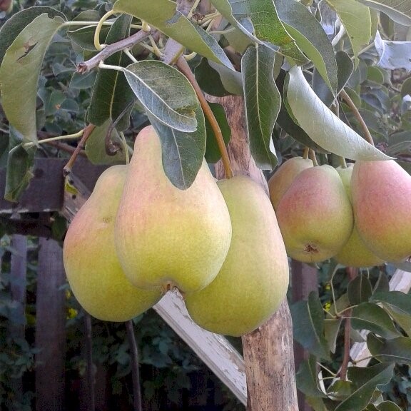 Груша Духмяная h120-160 v10 3-х летка Tim 
