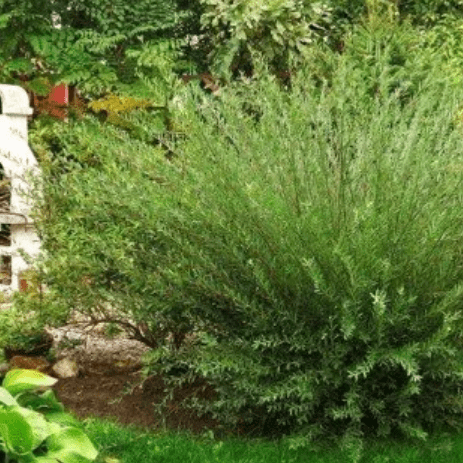 Ива Маяк-2 (Фейерверк) v2 20-30 