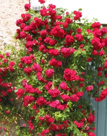 Роза плетистая Гримпан Кассандр в коробке AV 