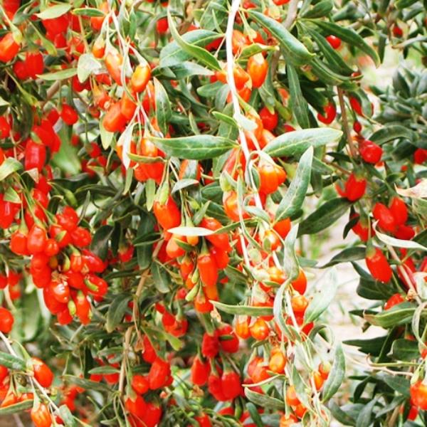 Растение барбарис тибетский Годжи Р11 