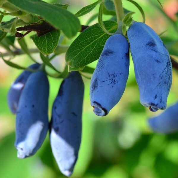 Жимолость Голубой Десерт v1 Tim по цене  Жимолость Голубой Десерт v1 Tim