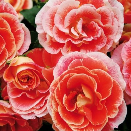 Роза флорибунда Аирбраш с5, Tim 