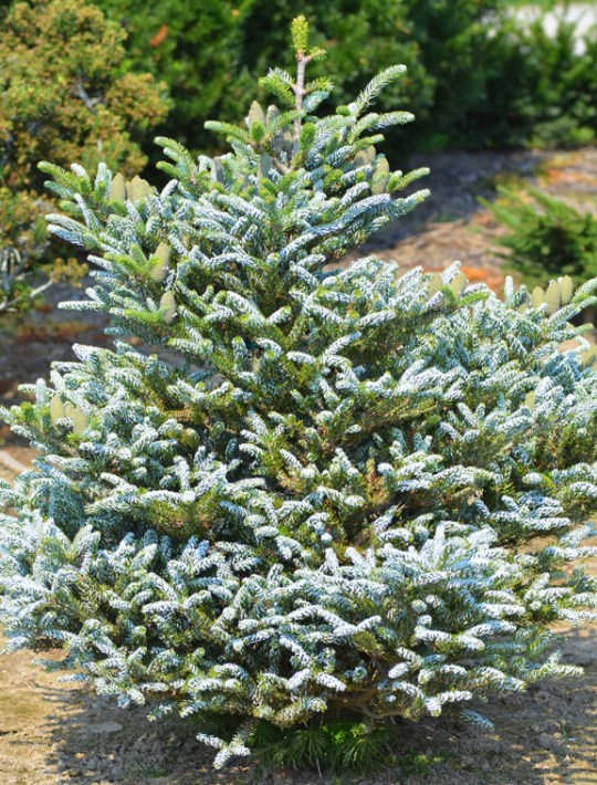 Пихта корейская Сильвер сноу v25 Lav 