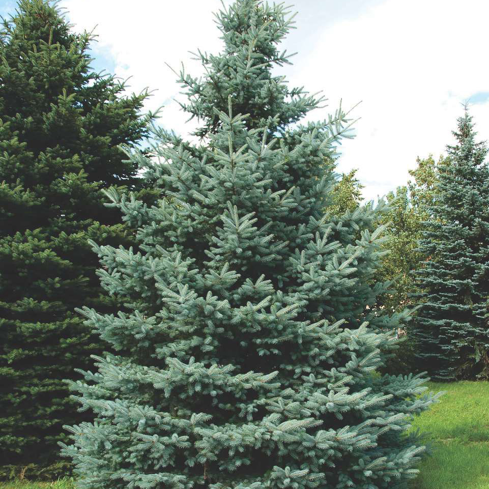 Ель колючая Костер v5 30-40 