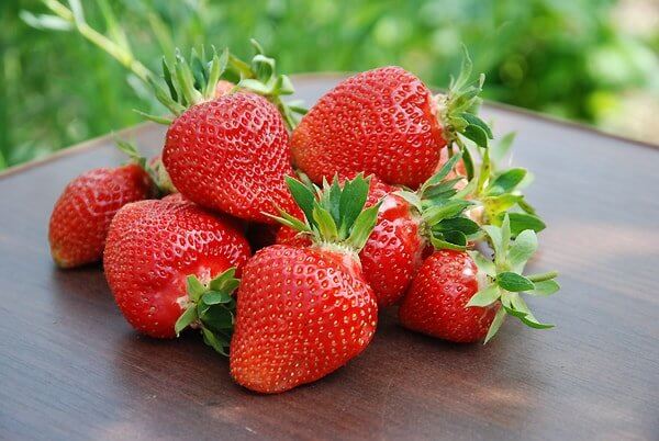 Земляника крупноплодная Клери v2 Tim по цене  Земляника крупноплодная Клери v2 Tim