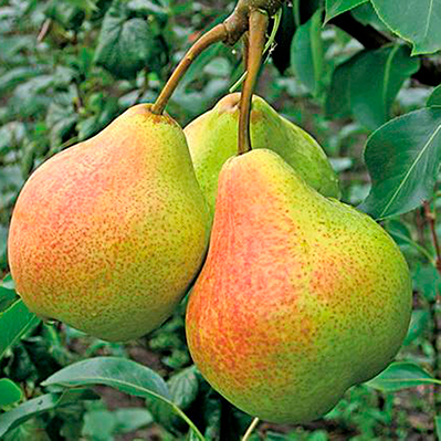 Груша Памяти Яковлева С7,5 100-140 ЦО 