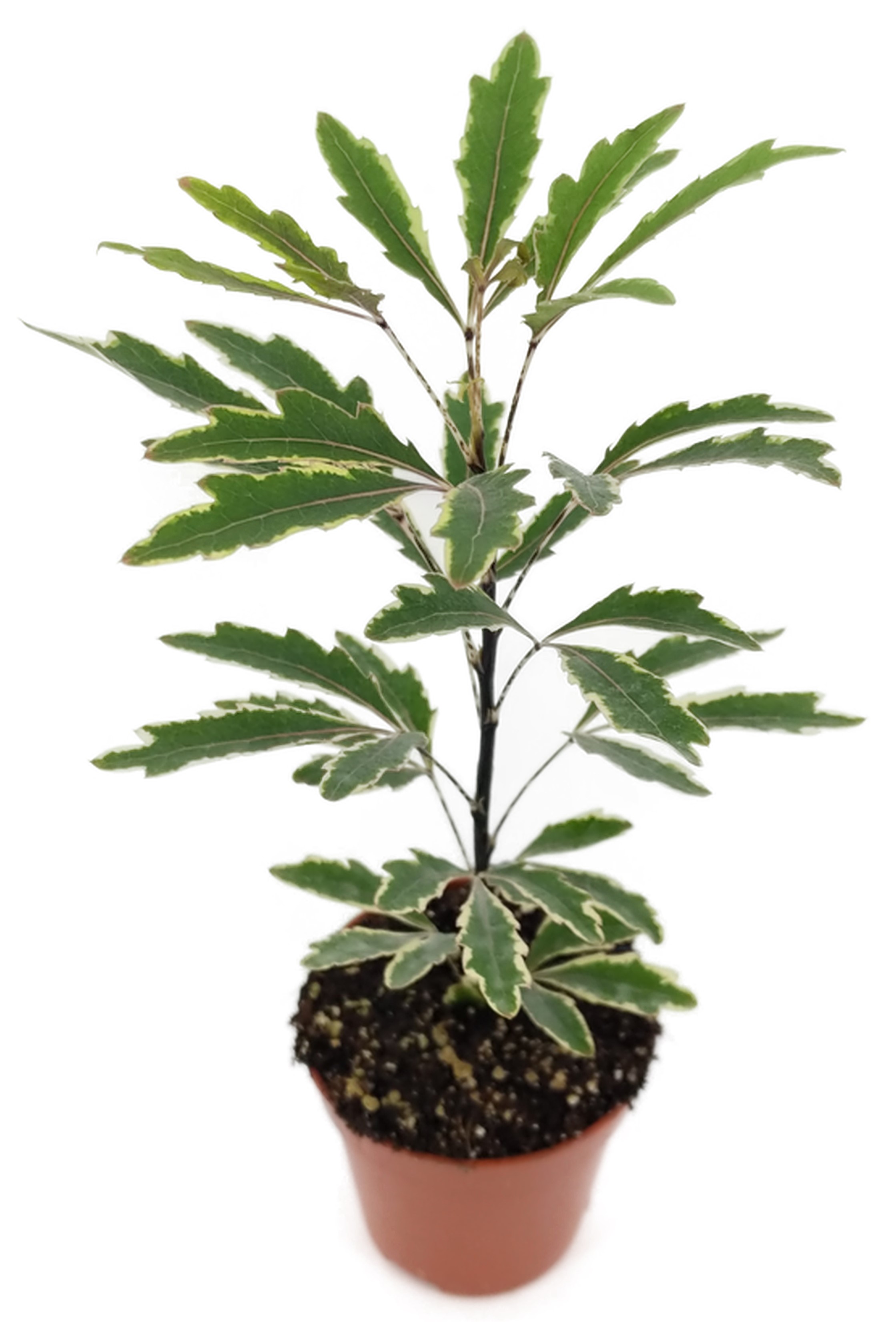 Шеффлера джемини d5 h15  