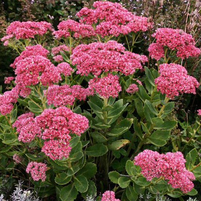 Седум Хербсфрееде v5 Lav 