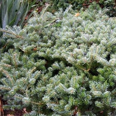 Пихта корейская Блауер Пфиф 25-30 cm Mt 