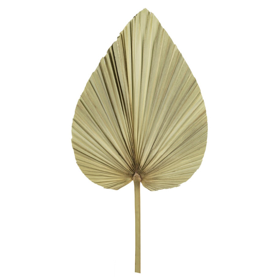 Сухоцветы Лист Пальмовый 60см, натуральный по цене 