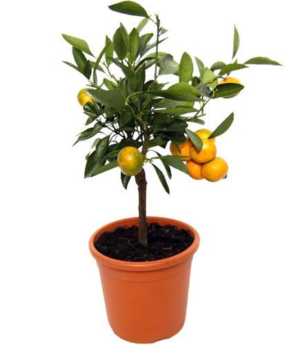 Цитрофортунелла Каламондин d19 h55 