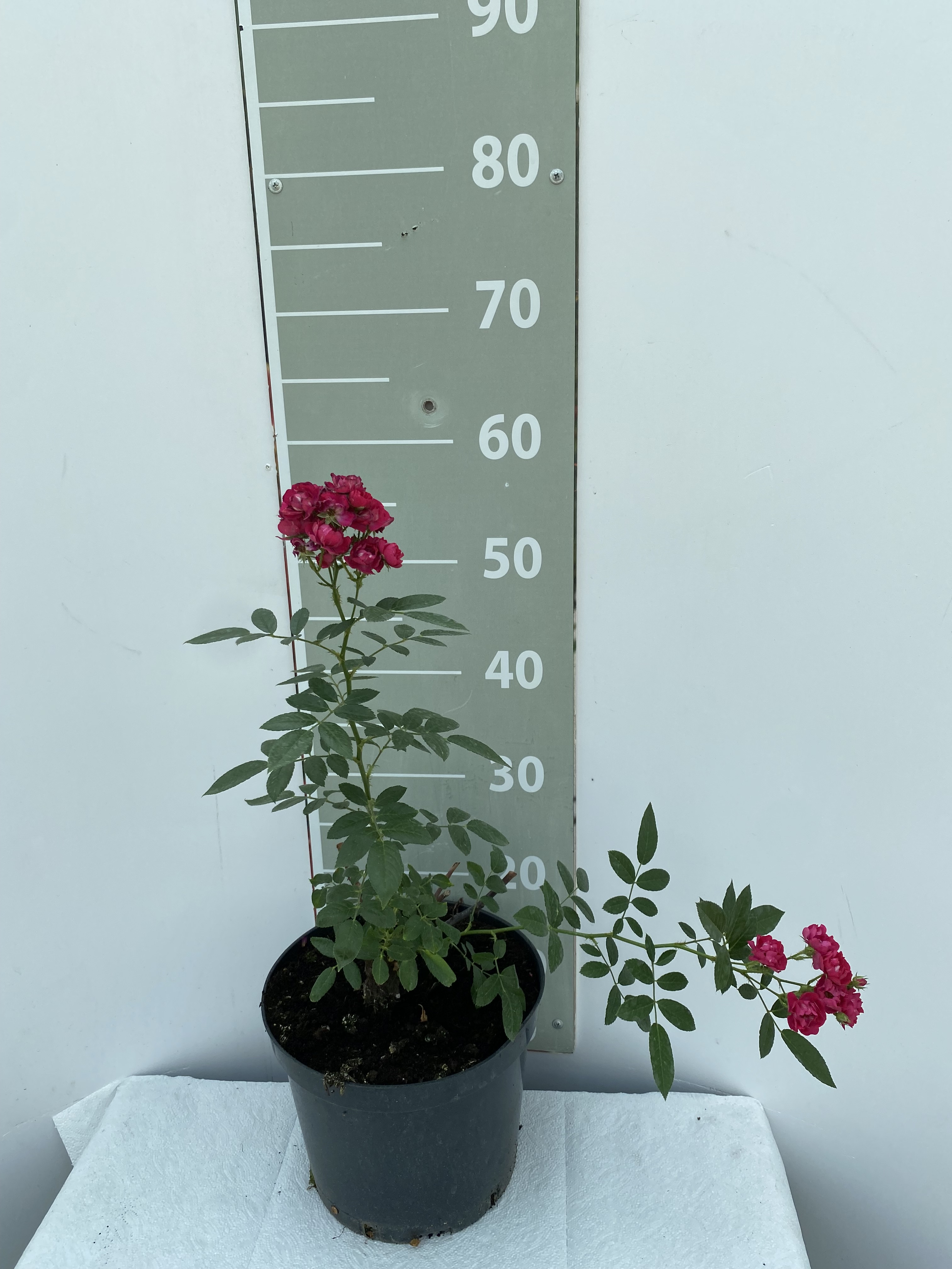 Роза почвопокровная Альберих v5 Lav 