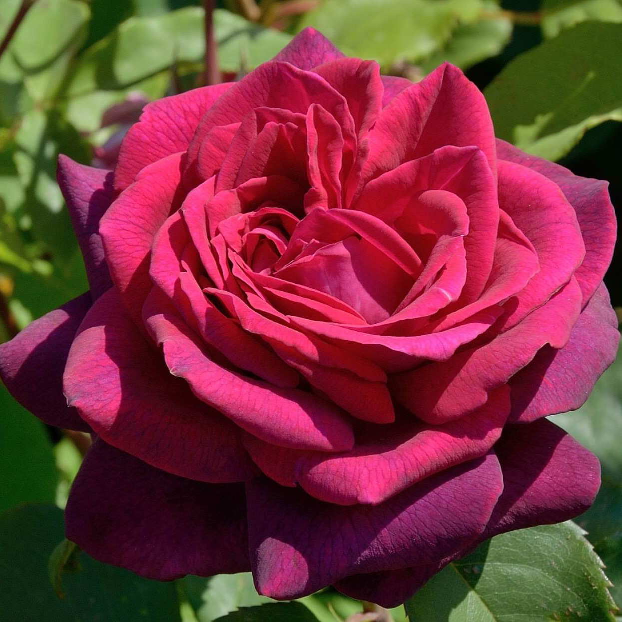 Роза чайно-гибридная Графин Диана v5 Dem 