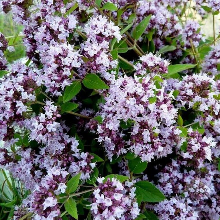 Душица v3 Push 