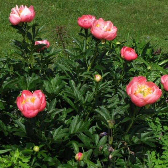 Пион Корал Сансет v5 Tim 