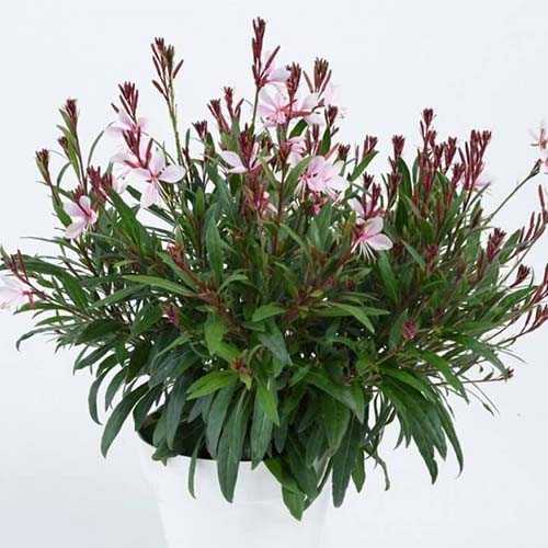 Гаура Стеффи Блаш Пинк v2 Lav 