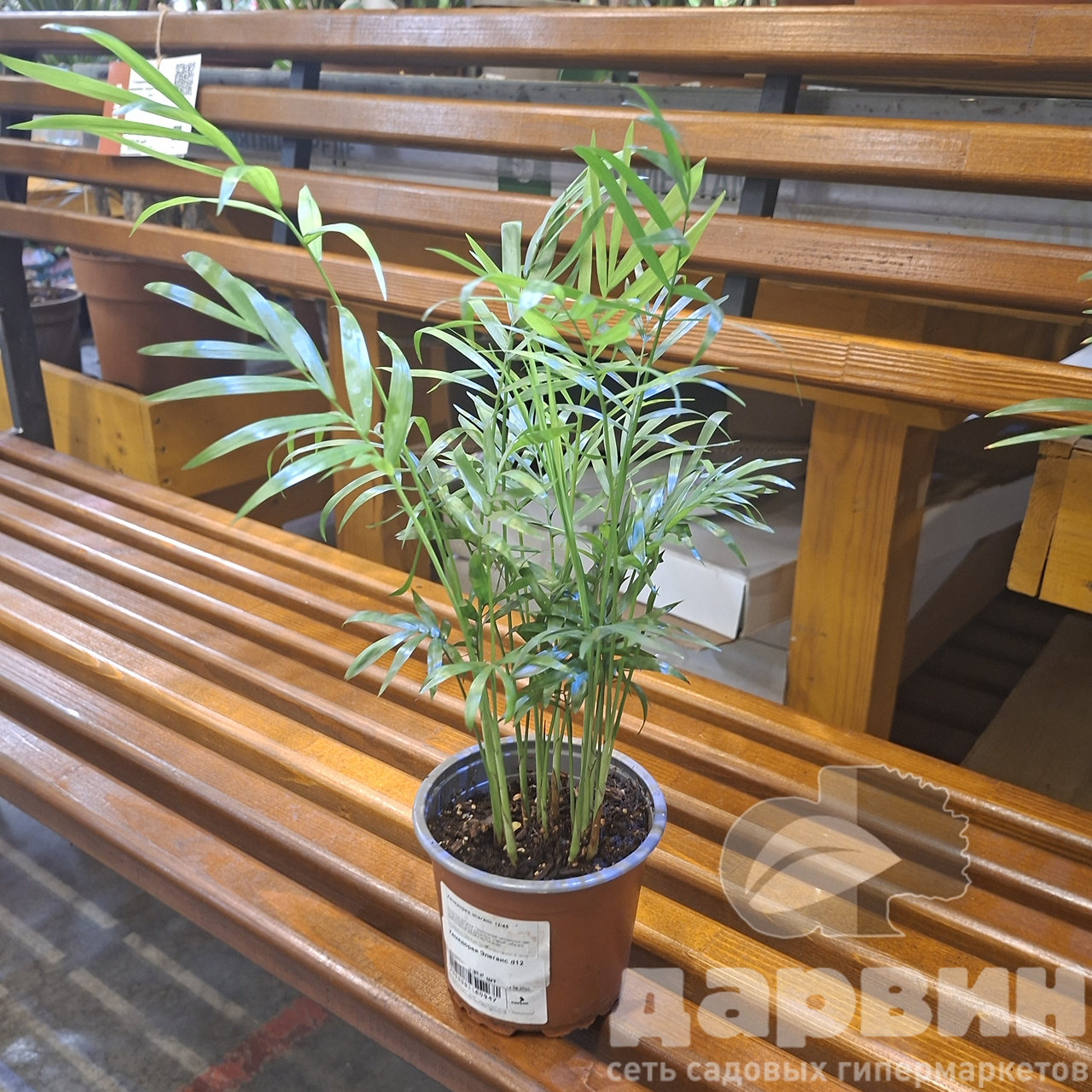 Хамедорея Элеганс d12 