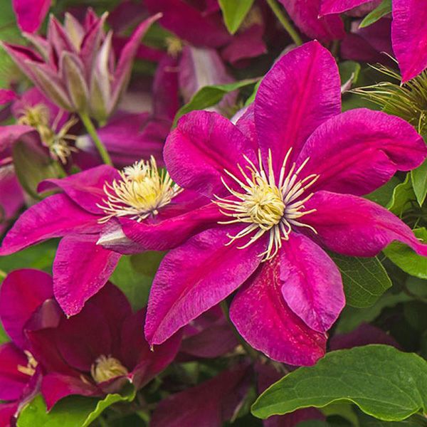 Клематис Эрнест Маркхам Р9 